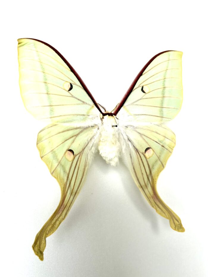 Actias Selene - Sublime Papillon Lune d'Inde Naturalisé – Image 6