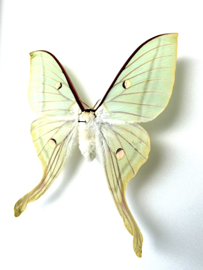 Actias Selene - Sublime Papillon Lune d'Inde Naturalisé – Image 7