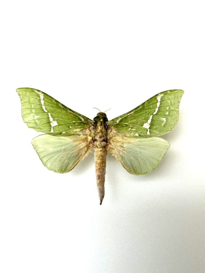 Aenetus Virescens - Rarissime Papillon Vert De Nouvelle-Zélande – Image 4