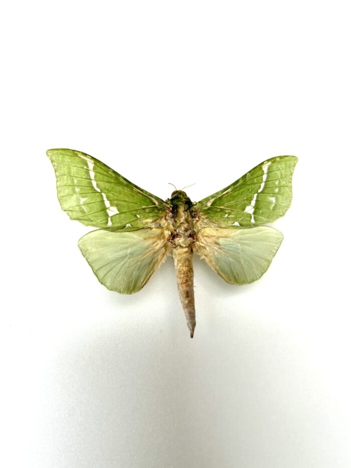 Aenetus Virescens - Rarissime Papillon Vert De Nouvelle-Zélande – Image 5