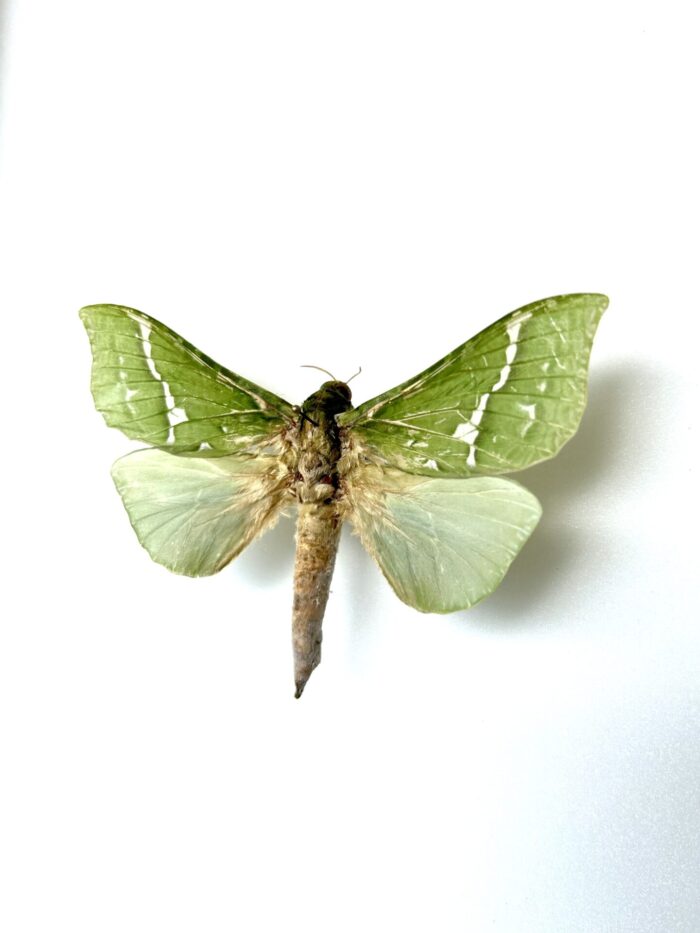 Aenetus Virescens - Rarissime Papillon Vert De Nouvelle-Zélande – Image 6