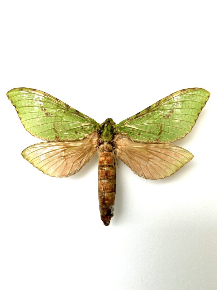 Aenetus Virescens - Rarissime Papillon Vert De Nouvelle-Zélande