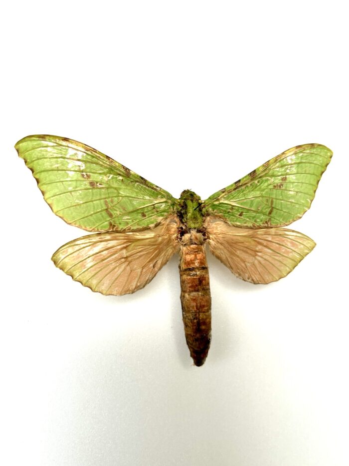 Aenetus Virescens - Rarissime Papillon Vert De Nouvelle-Zélande – Image 2
