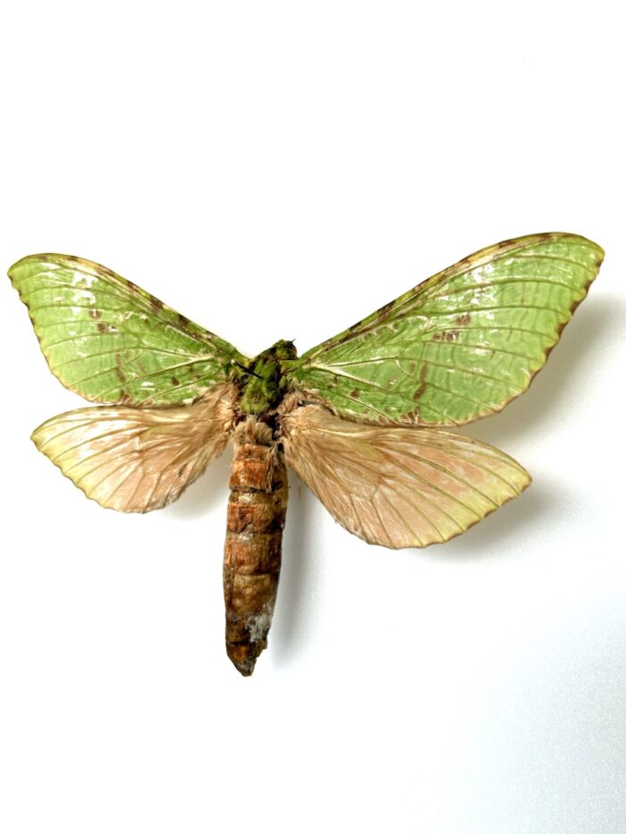 Aenetus Virescens - Rarissime Papillon Vert De Nouvelle-Zélande – Image 3