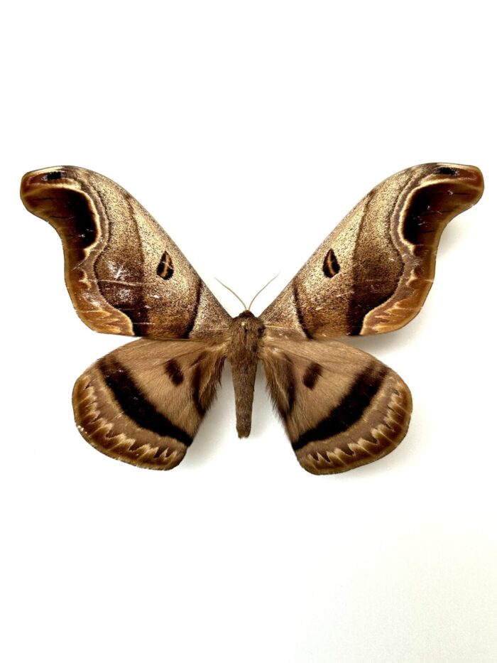 Caio Romulus - Saturnidae Rare D'Amérique du Sud Naturalisé