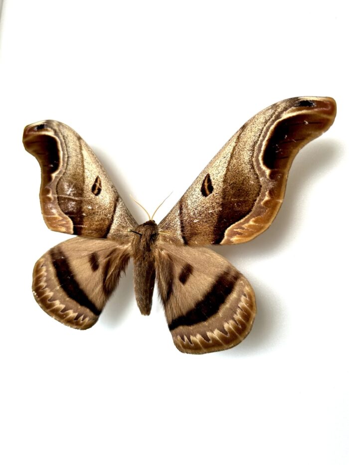 Caio Romulus - Saturnidae Rare D'Amérique du Sud Naturalisé – Image 3