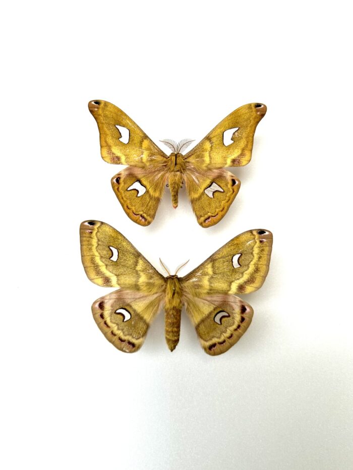 Copaxa Sapatoza - Couple Papillons Saturnidae Aux Reflets Cuivrés