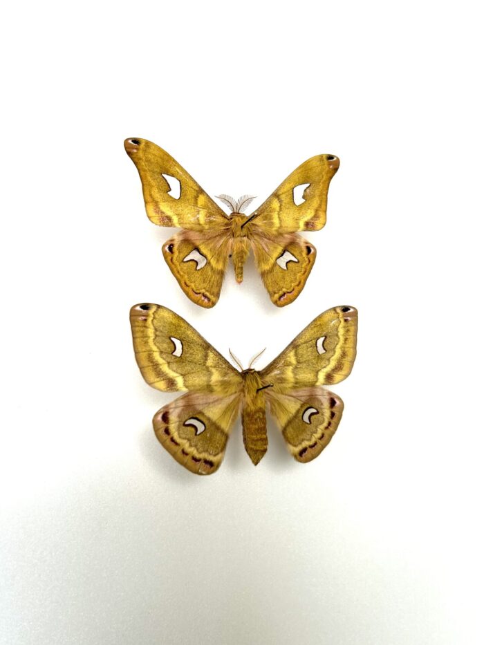 Copaxa Sapatoza - Couple Papillons Saturnidae Aux Reflets Cuivrés – Image 2