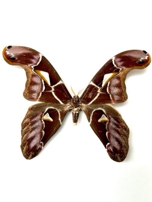 Archeoattacus Staudingeri - Géant Nocturne Rare d'Asie A2