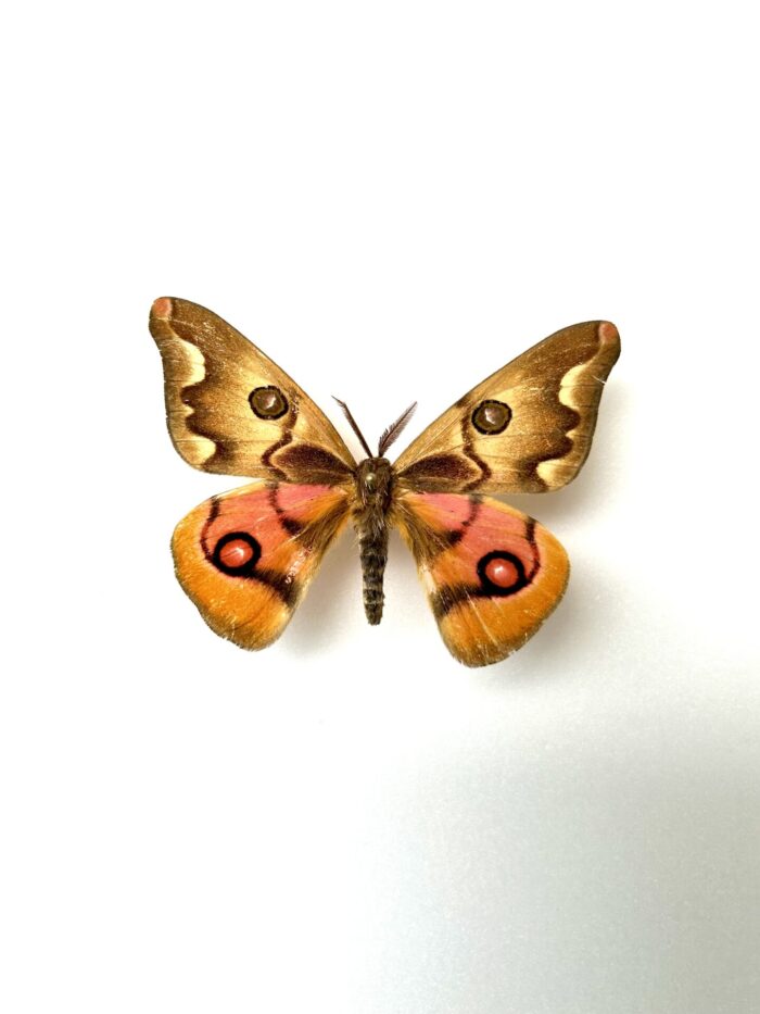 Polythysana Cinerascens - Saturnidae Rare Pour Collection
