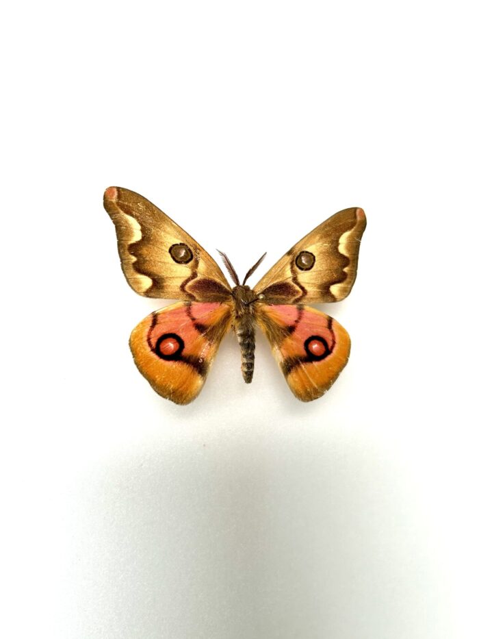 Polythysana Cinerascens - Saturnidae Rare Pour Collection – Image 2