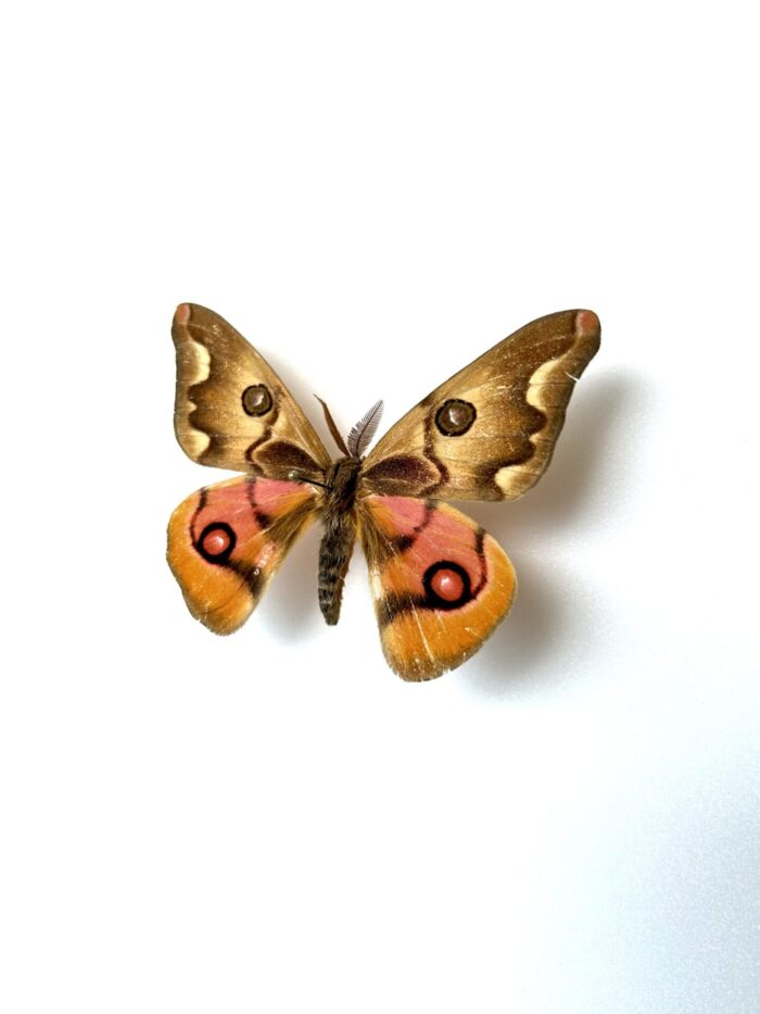 Polythysana Cinerascens - Saturnidae Rare Pour Collection – Image 3