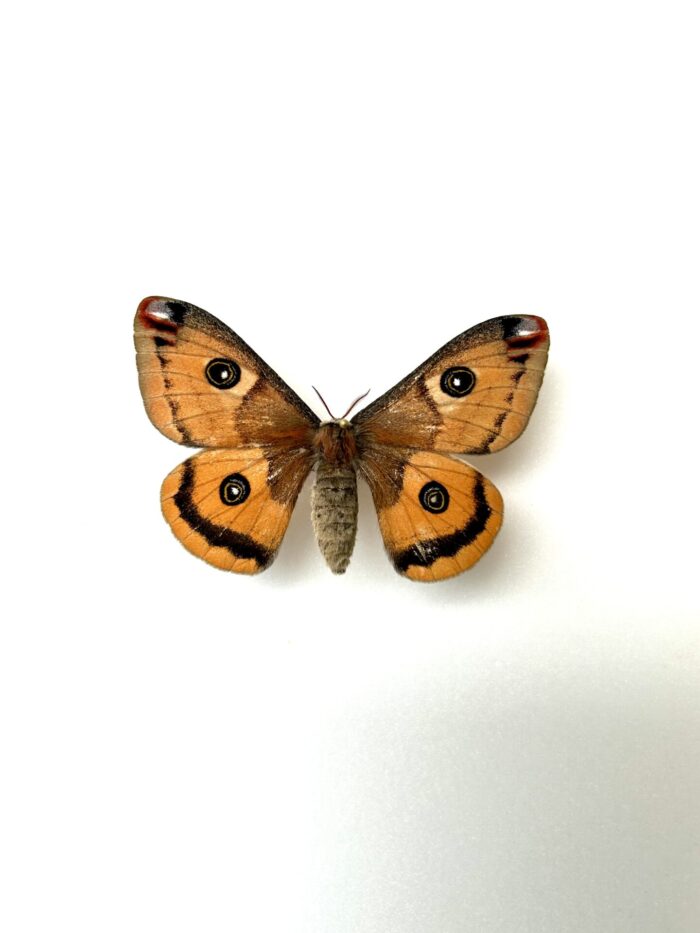 Saturnia Walterorum - Papillon Saturnidae Américain Rare Naturalisé