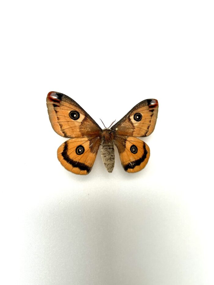 Saturnia Walterorum - Papillon Saturnidae Américain Rare Naturalisé – Image 2