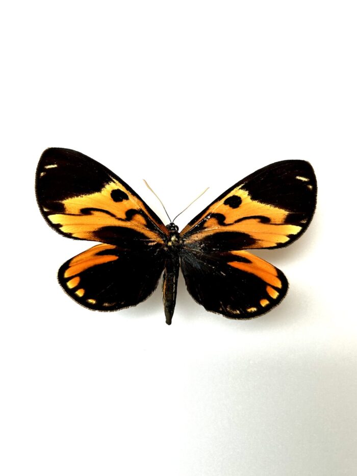 Castnia Ecuadoria - Papillon De Nuit D'Equateur Naturalisé
