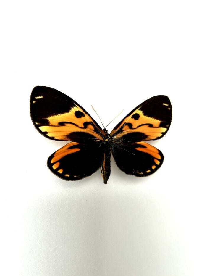 Castnia Ecuadoria - Papillon De Nuit D'Equateur Naturalisé – Image 2