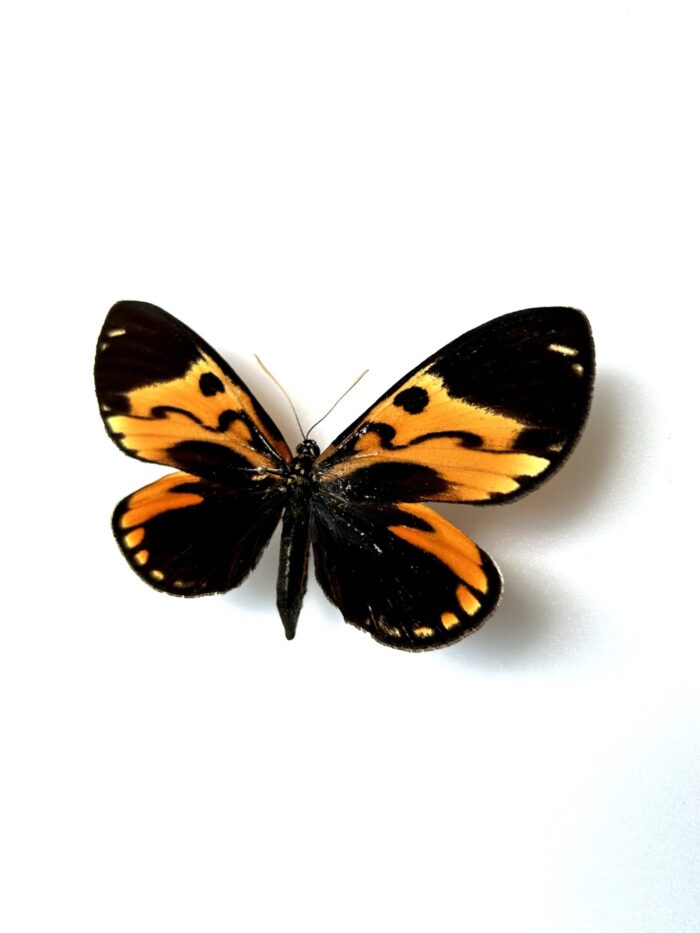 Castnia Ecuadoria - Papillon De Nuit D'Equateur Naturalisé – Image 3