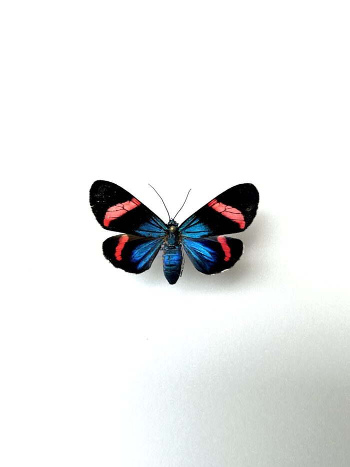 Eucyane Glauca - Papillon Métallique Aux Reflets Bleutés Naturalisé
