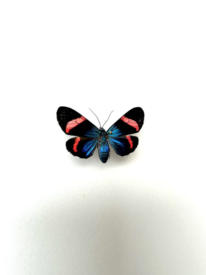 Eucyane Glauca - Papillon Métallique Aux Reflets Bleutés Naturalisé – Image 2