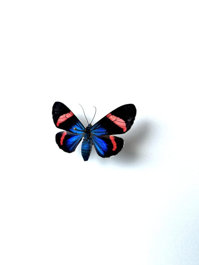 Eucyane Glauca - Papillon Métallique Aux Reflets Bleutés Naturalisé – Image 3