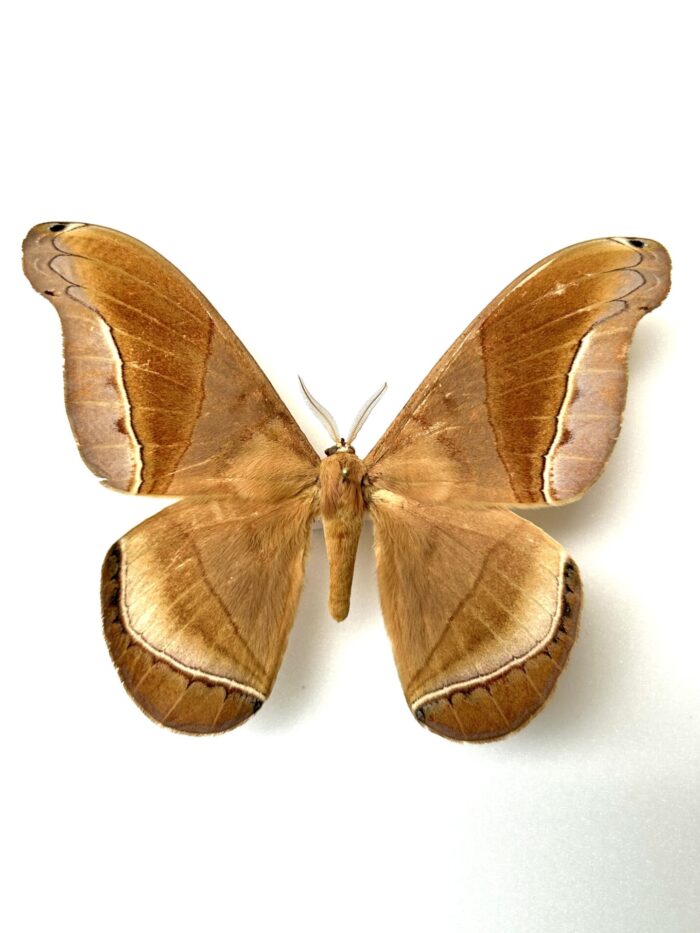 Rhescyntis Reducta - Saturnidae Géant Rare Américain Naturalisé