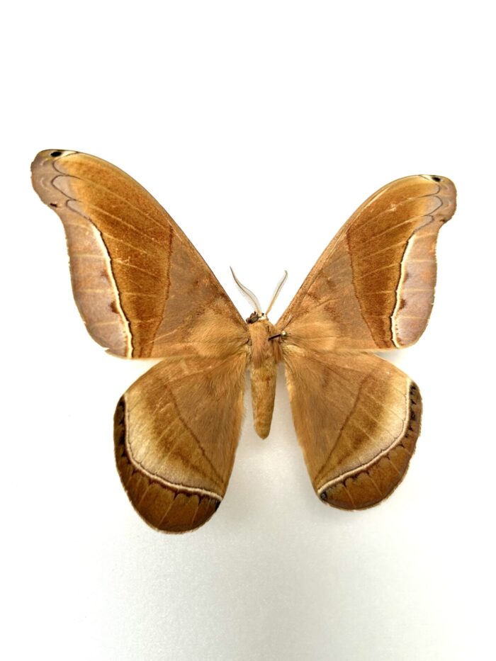 Rhescyntis Reducta - Saturnidae Géant Rare Américain Naturalisé – Image 2