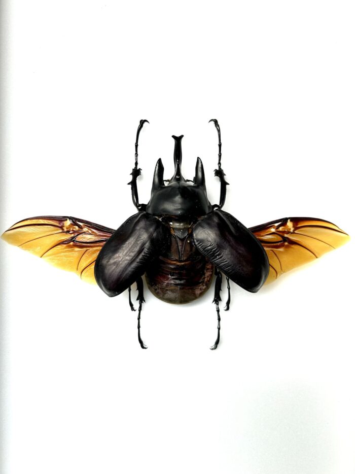 Megasoma Actaeon - Scarabée Géant Des Forêts Tropicales Naturalisé