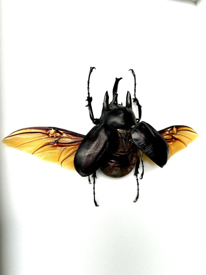 Megasoma Actaeon - Scarabée Géant Des Forêts Tropicales Naturalisé – Image 2