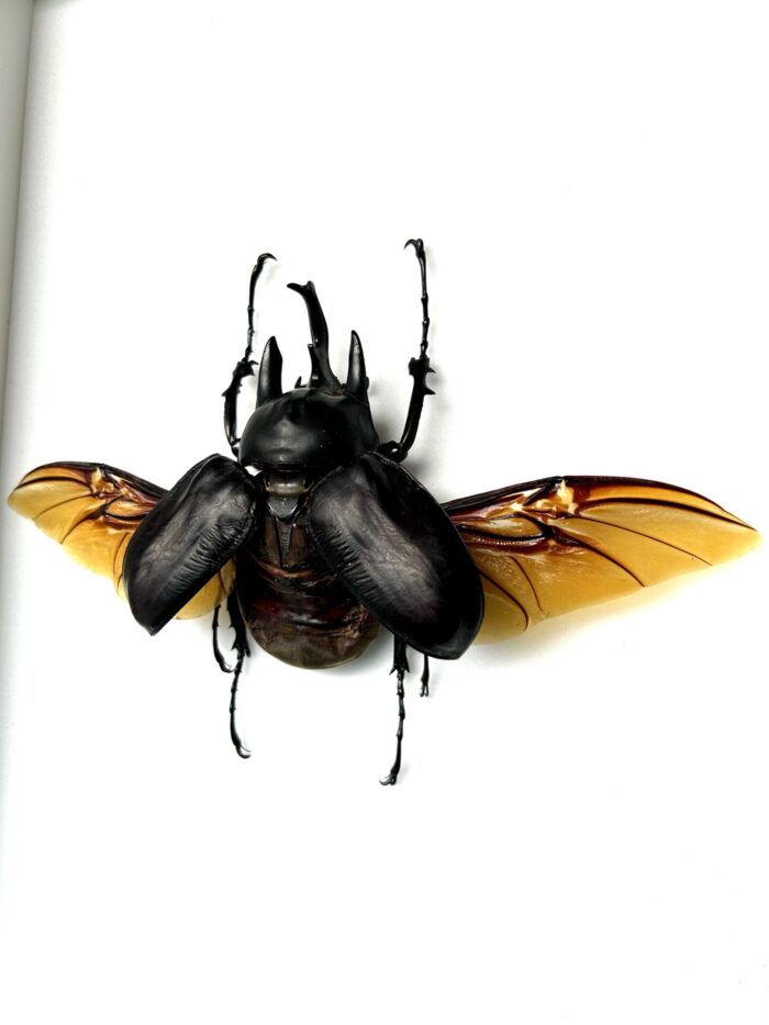 Megasoma Actaeon - Scarabée Géant Des Forêts Tropicales Naturalisé – Image 3