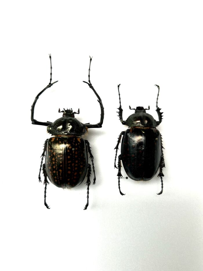 Couple Cheirotonus Battareli - Coléoptères Scarabées Rares