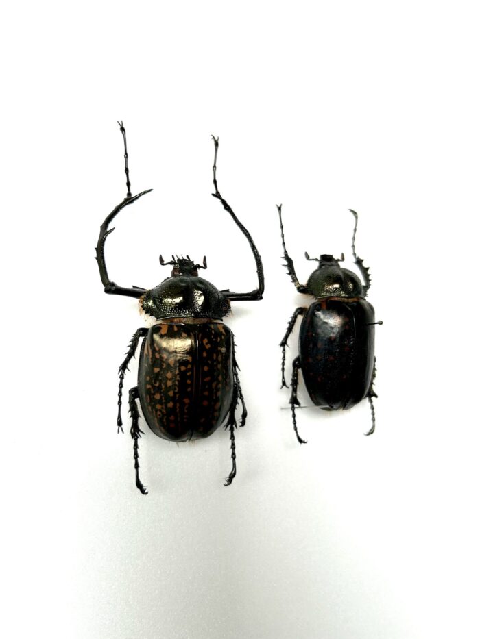 Couple Cheirotonus Battareli - Coléoptères Scarabées Rares – Image 2