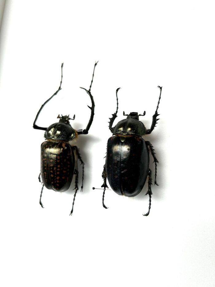 Couple Cheirotonus Battareli - Coléoptères Scarabées Rares – Image 3