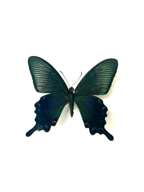 Papilio Dehanii Tokaraensis - Papillon Japonais Naturalisé