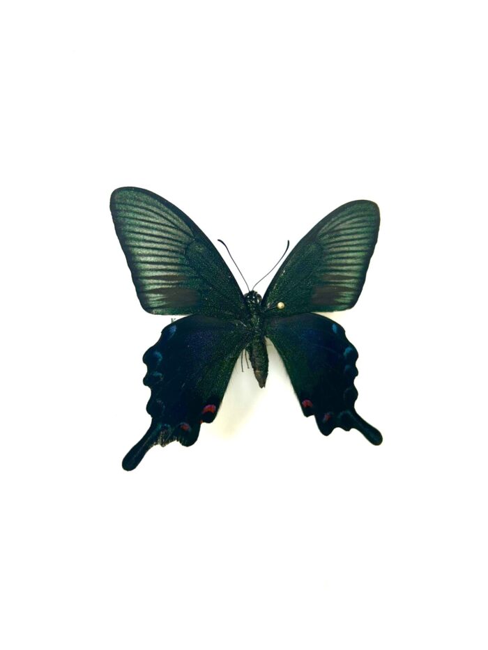 Papilio Ryukyuensis Amamiensis - Papillon Rare Du Japon – Image 2