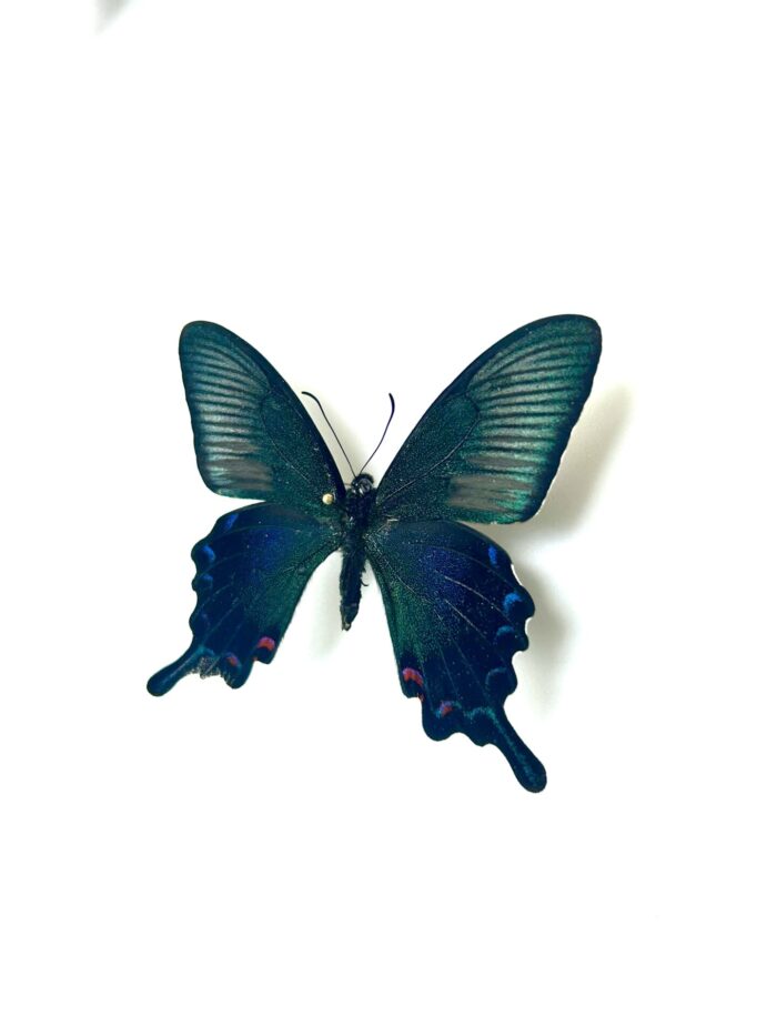 Papilio Ryukyuensis Amamiensis - Papillon Rare Du Japon – Image 3