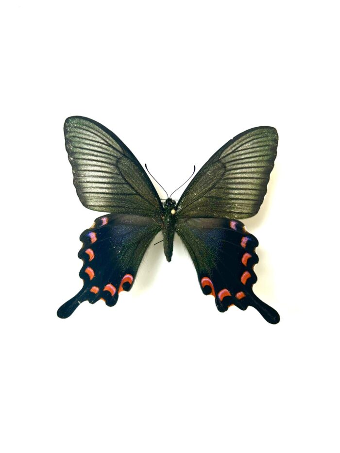 Papilio Ryukyuensis Amamiensis - Papillon Rare Du Japon – Image 4