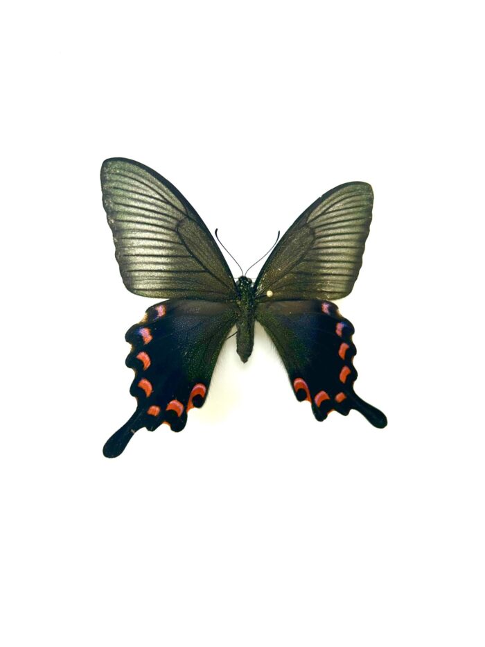 Papilio Ryukyuensis Amamiensis - Papillon Rare Du Japon – Image 5
