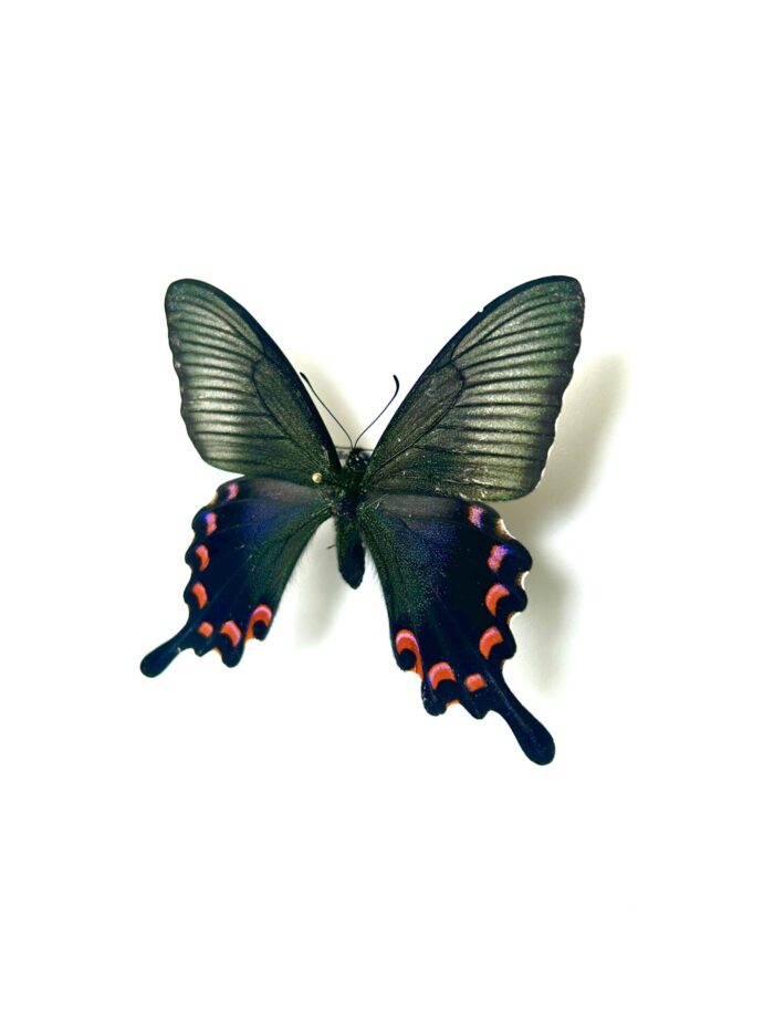 Papilio Ryukyuensis Amamiensis - Papillon Rare Du Japon – Image 6