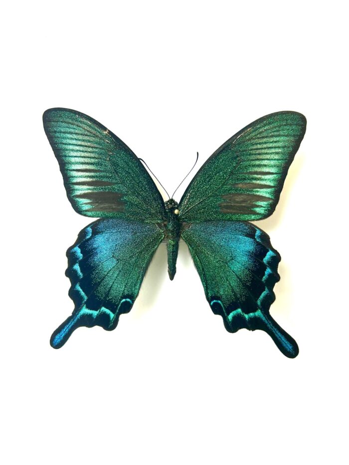 Papilio Dehanii Tokaraensis - Papillon Japonais Naturalisé – Image 2