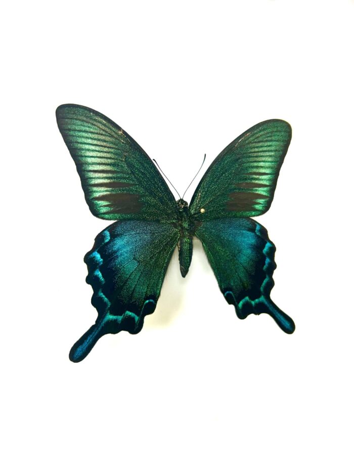 Papilio Dehanii Tokaraensis - Papillon Japonais Naturalisé – Image 3