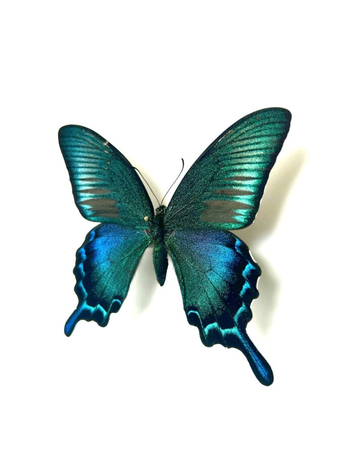 Papilio Dehanii Tokaraensis - Papillon Japonais Naturalisé – Image 4