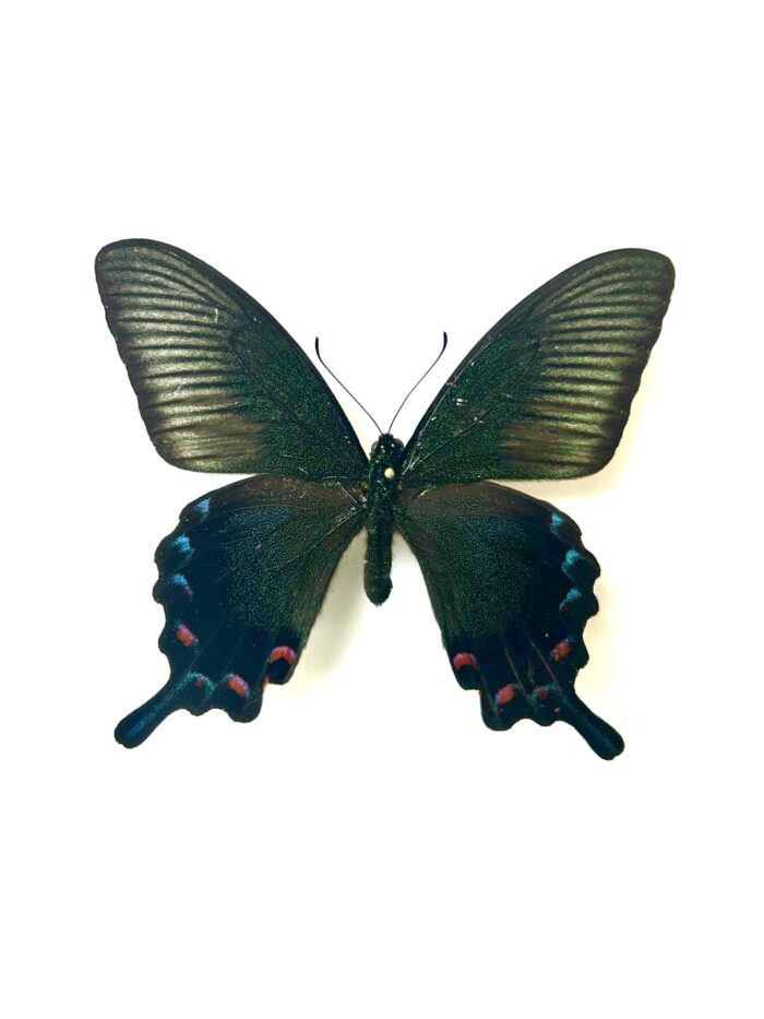 Papilio Dehanii Tokaraensis - Papillon Japonais Naturalisé – Image 5