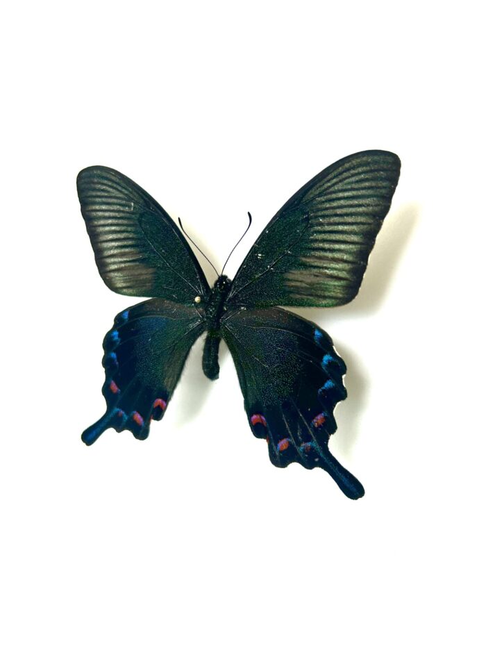 Papilio Dehanii Tokaraensis - Papillon Japonais Naturalisé – Image 7