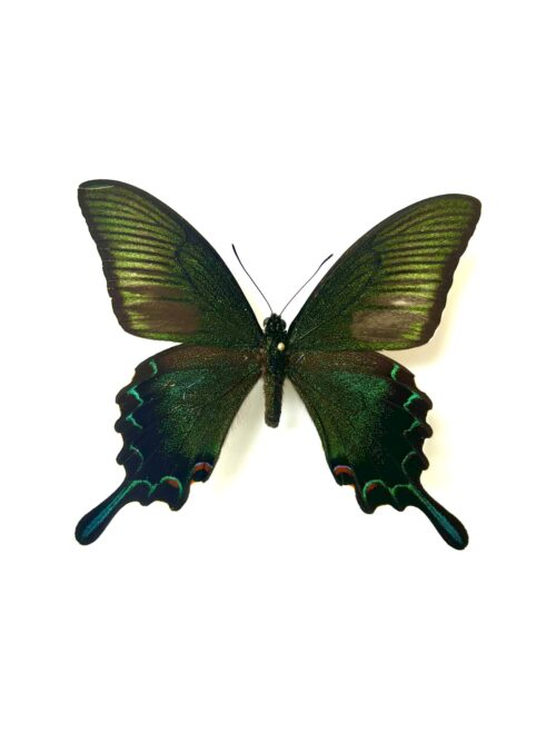 Papilio Dehanii - Grand Papillon Tropical Naturalisé A1