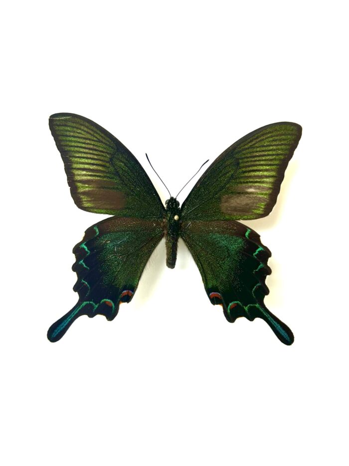 Papilio Dehanii - Grand Papillon Tropical Naturalisé A1