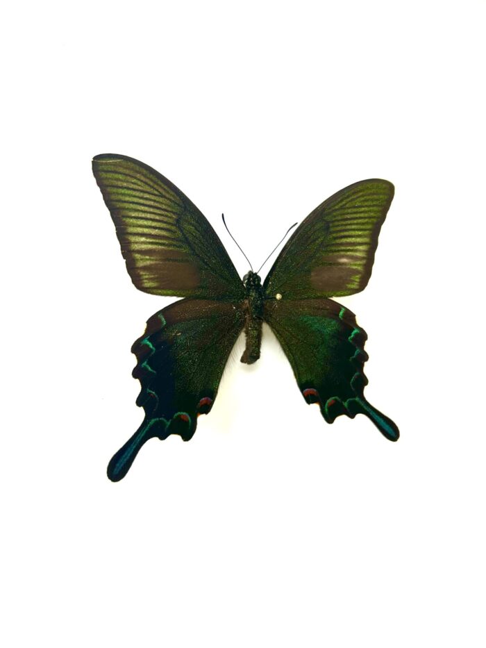 Papilio Dehanii - Grand Papillon Tropical Naturalisé A1 – Image 2