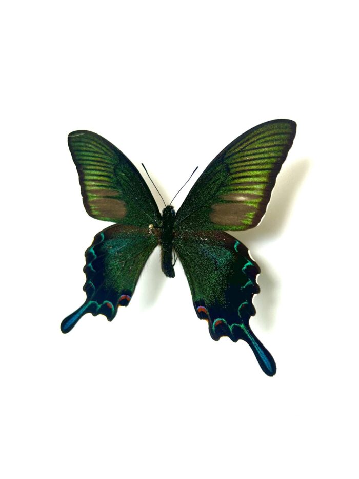 Papilio Dehanii - Grand Papillon Tropical Naturalisé A1 – Image 3