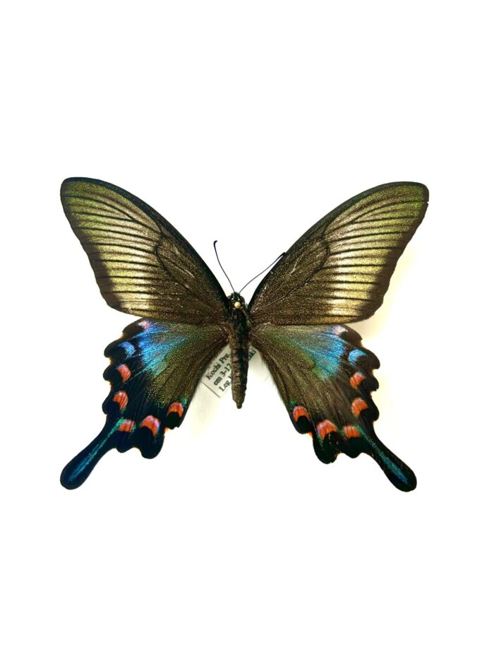 Papilio Dehanii - Grand Papillon Tropical Naturalisé A1 – Image 4