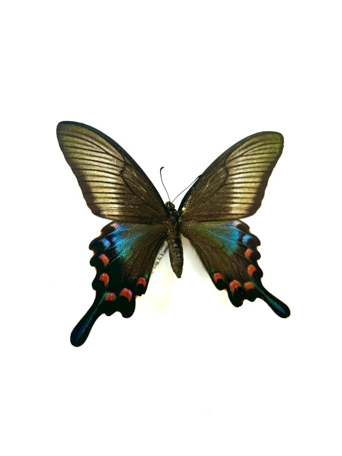 Papilio Dehanii - Grand Papillon Tropical Naturalisé A1 – Image 5