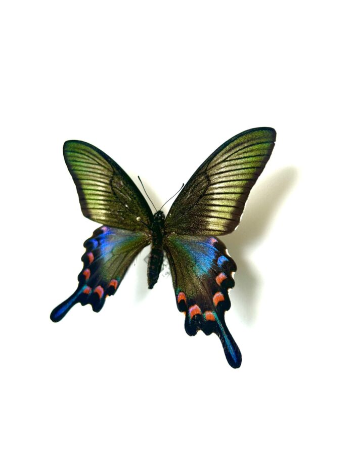Papilio Dehanii - Grand Papillon Tropical Naturalisé A1 – Image 6